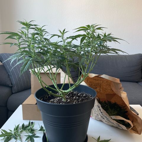 Amnesia Haze growlog photo: After defoliation and lollipoping 