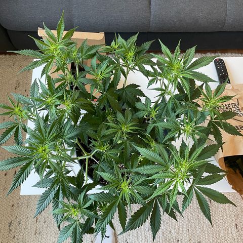 Amnesia Haze growlog photo: After defoliation and lollipoping 