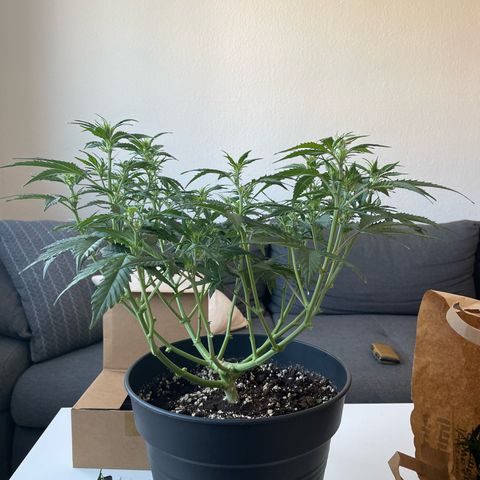 Amnesia Haze growlog timeline photo