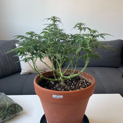 Mamba Negra growlog photo: After lollipoping