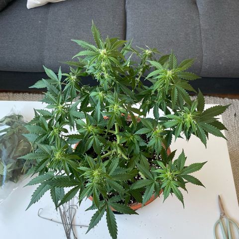 Mamba Negra growlog photo: After lollipoping
