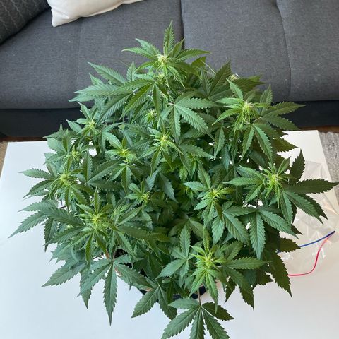 Mamba Negra growlog photo: Before lollipoping 