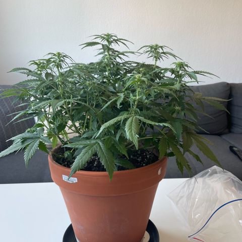 Mamba Negra growlog photo: Before lollipoping 