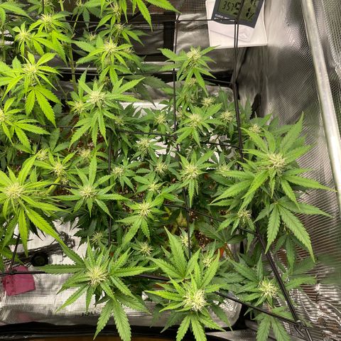 Mamba Negra growlog timeline photo