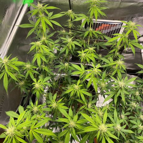 Amnesia Haze growlog timeline photo