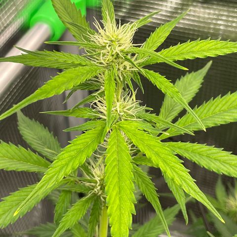 Amnesia Haze growlog timeline photo