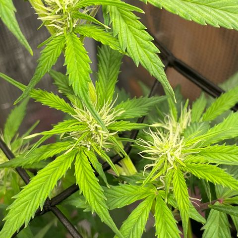 Amnesia Haze growlog timeline photo