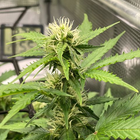 Mamba Negra growlog timeline photo
