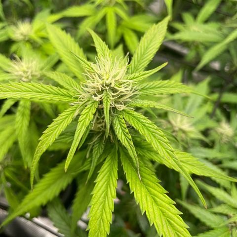 Amnesia Haze growlog timeline photo