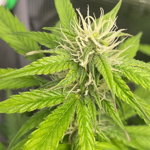 Amnesia Haze growlog timeline photo