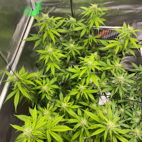 Amnesia Haze growlog timeline photo