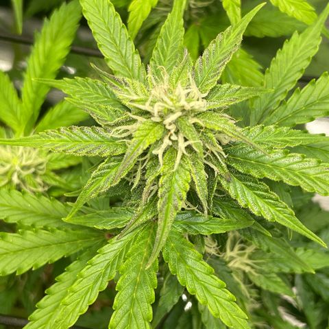 Mamba Negra growlog timeline photo