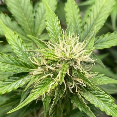Mamba Negra growlog timeline photo