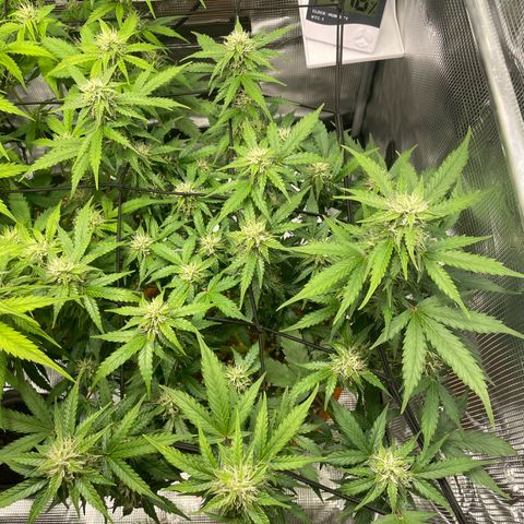 Mamba Negra growlog timeline photo