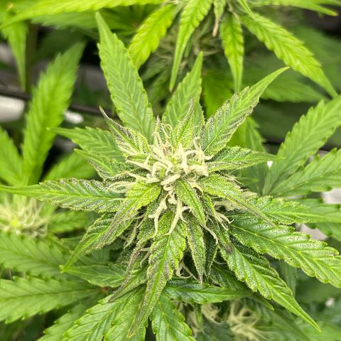 Mamba Negra growlog photo: Last pics before Oslo trip