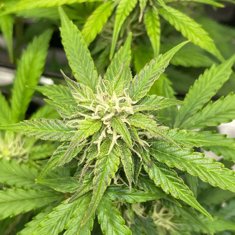 Mamba Negra growlog photo: Last pics before Oslo trip