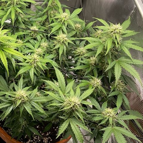 Mamba Negra growlog photo: Last pics before Oslo trip