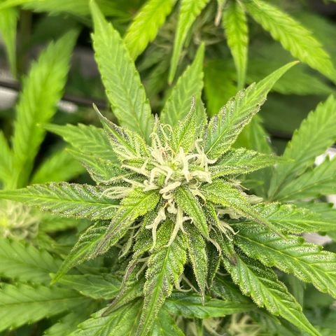 Mamba Negra growlog photo: Last pics before Oslo trip