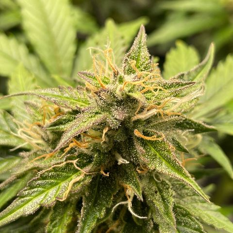 Mamba Negra growlog timeline photo