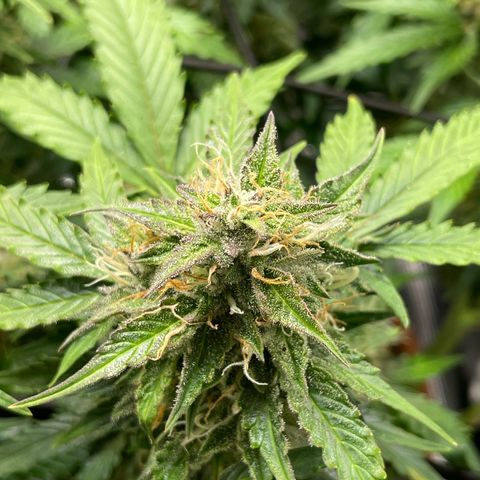 Mamba Negra growlog timeline photo