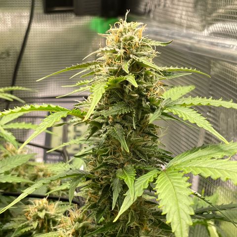 Mamba Negra growlog timeline photo