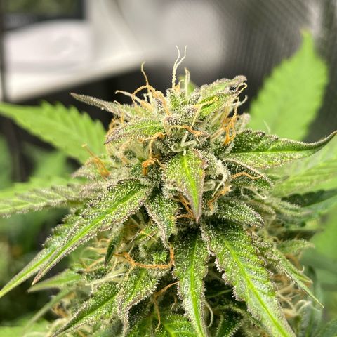Mamba Negra growlog timeline photo