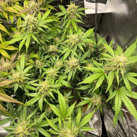 Mamba Negra growlog timeline photo