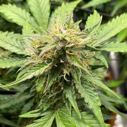 Mamba Negra growlog timeline photo