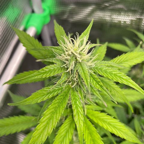 Amnesia Haze growlog photo: Leaving for Oslo today. Last pics for now.
