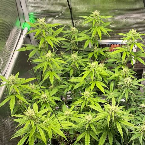 Amnesia Haze growlog photo: Leaving for Oslo today. Last pics for now.