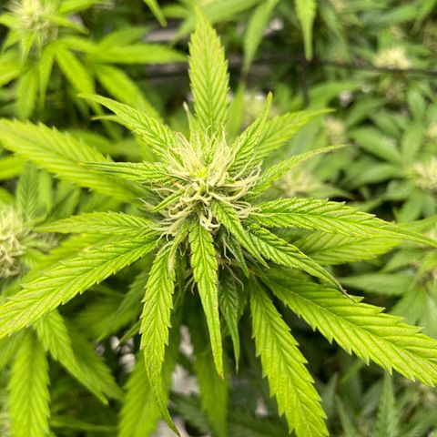 Amnesia Haze growlog photo: Leaving for Oslo today. Last pics for now.