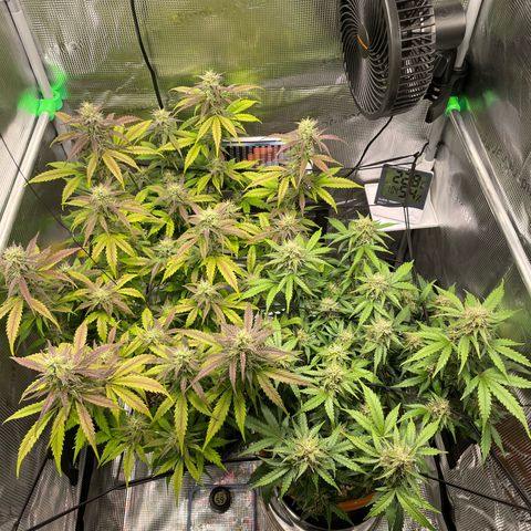 Amnesia Haze growlog timeline photo