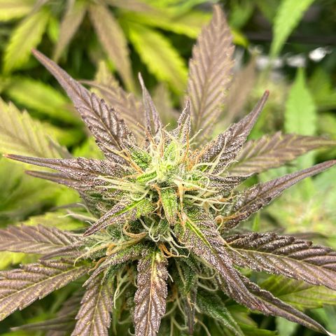 Amnesia Haze growlog timeline photo