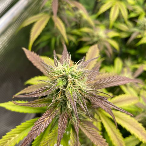 Amnesia Haze growlog timeline photo