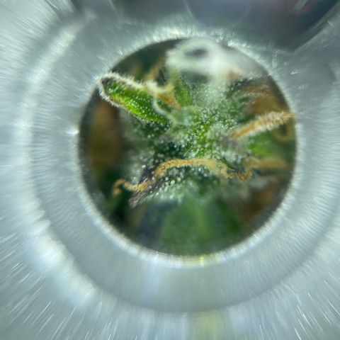 Amnesia Haze growlog timeline photo