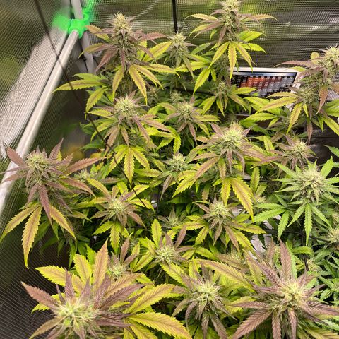 Amnesia Haze growlog timeline photo