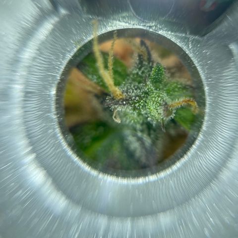 Amnesia Haze growlog timeline photo