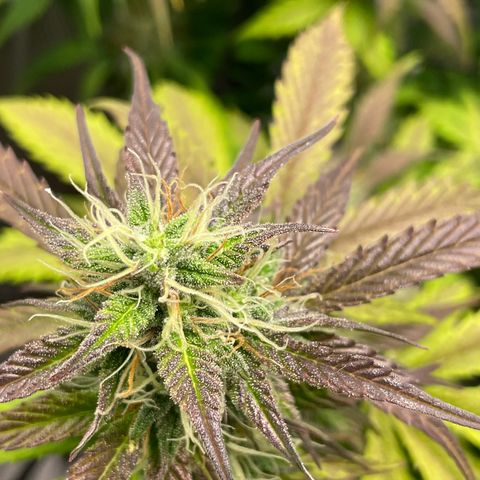 Amnesia Haze growlog timeline photo