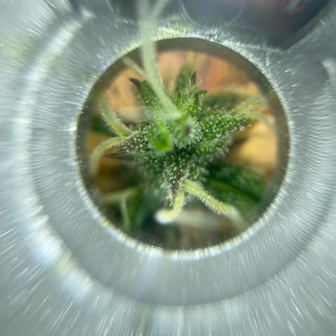 Mamba Negra growlog photo: Still allot of clear trichomes