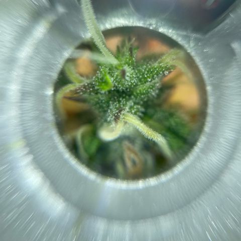 Mamba Negra growlog photo: Still allot of clear trichomes