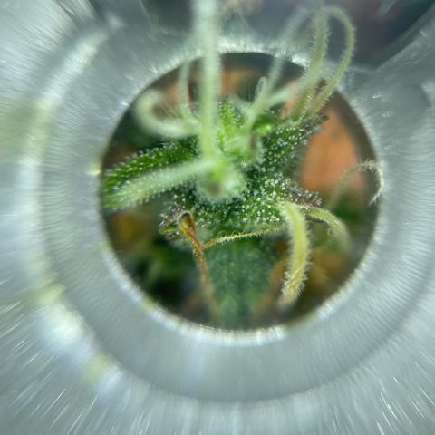 Mamba Negra growlog photo: Still allot of clear trichomes