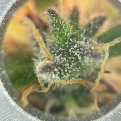 Mamba Negra growlog photo: Quick trichome check