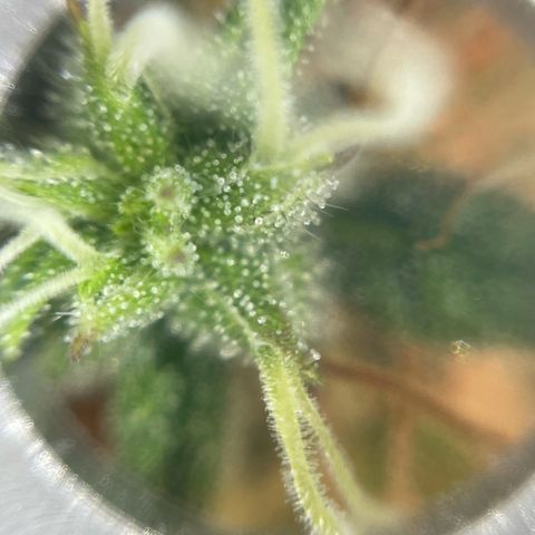 Amnesia Haze growlog photo: Quick trichome check