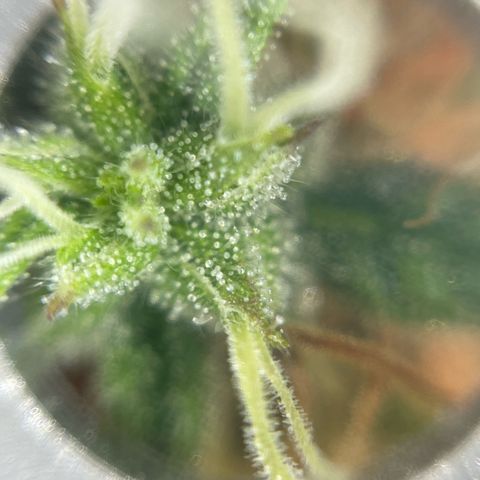 Amnesia Haze growlog photo: Quick trichome check