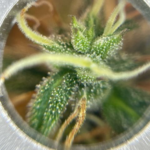 Amnesia Haze growlog timeline photo