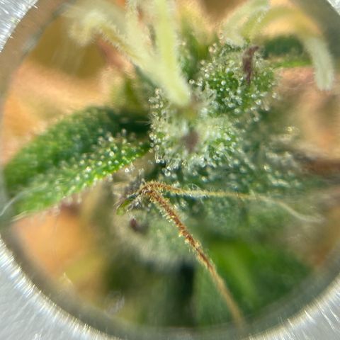 Amnesia Haze growlog timeline photo