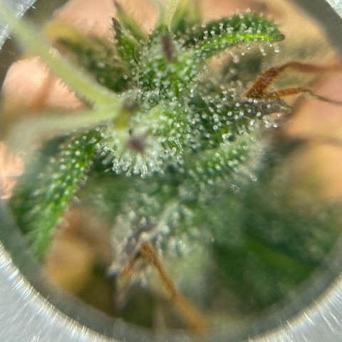 Amnesia Haze growlog timeline photo