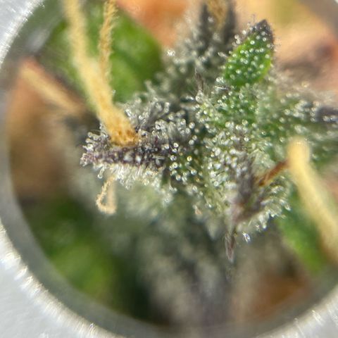 Mamba Negra growlog photo: First few amber ones showing I think
