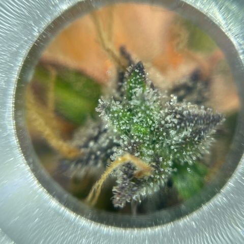 Mamba Negra growlog timeline photo