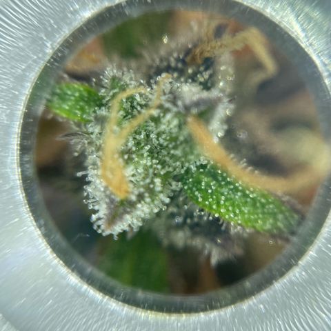 Mamba Negra growlog timeline photo